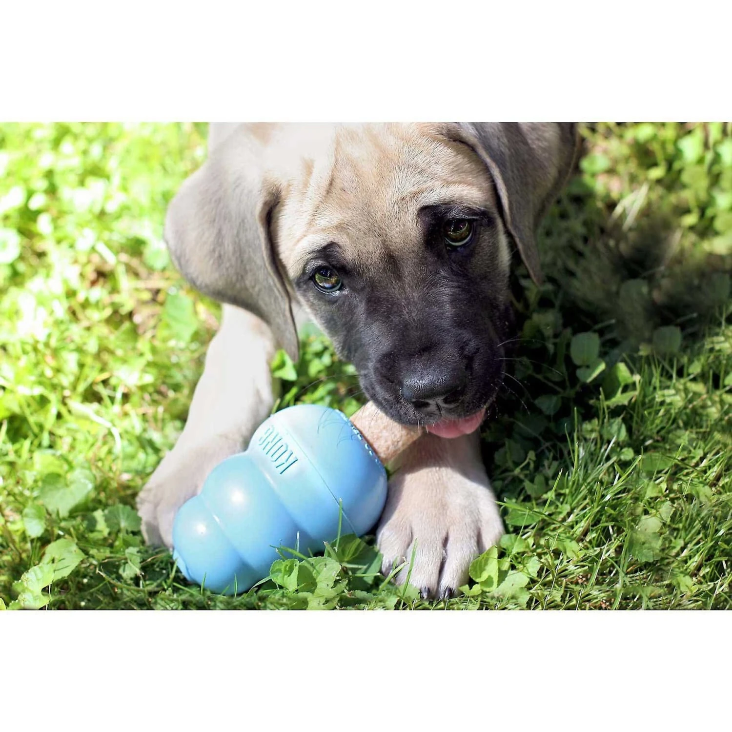 KONG Puppy Activity Ball Dog Toy, Color Varies & KONG Stuff'N Puppy Ziggies Dog Treats 9 KONG Puppy Activity Ball Dog Toy, Color Varies & KONG Stuff'N Puppy Ziggies Dog Treats - Image 9