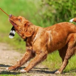 Outward Hound Tail Teaser With Refill Dog & Cat Teaser Toy & Wellness Soft Puppy Bites Lamb & Salmon Recipe Grain-Free Natural Dog Treats -PetSafe Kong Shop 298374 PT3. AC SS1800 V1623193341