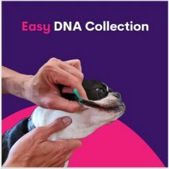 Orivet Geno Pet Dog DNA Breed Identification Test -PetSafe Kong Shop 299516 PT5. AC SS1800 V1648581100
