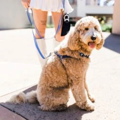 Boulevard Gingham Dog Leash -PetSafe Kong Shop 299685 PT6. AC SS1800 V1633372636