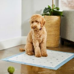 Frisco Fold & Carry Single Door Collapsible Wire Dog Crate & Frisco Premium Extra Large Printed Dog Training & Potty Pads -PetSafe Kong Shop 303438 PT8. AC SS1800 V1623051743