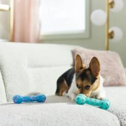 Frisco Easter TPR Bone Squeaky Dog Toy, Medium/Large, 2 Count -PetSafe Kong Shop 304966 PT4. AC SS1800 V1670608502