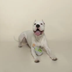 Pet Shop By Fringe Studio Pawtron Tequila Plush Dog Toy -PetSafe Kong Shop 306613 PT2. AC SS1800 V1623281876