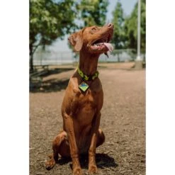 QALO Personalized Bluetooth Enabled TraQ Neon Mountain Silicone Dog ID Tag -PetSafe Kong Shop 308511 PT3. AC SS1800 V1625837776