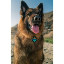 QALO Personalized Bluetooth Enabled TraQ Ocean Sunrise Silicone Dog ID Tag -PetSafe Kong Shop 308515 PT3. AC SS1800 V1625837810