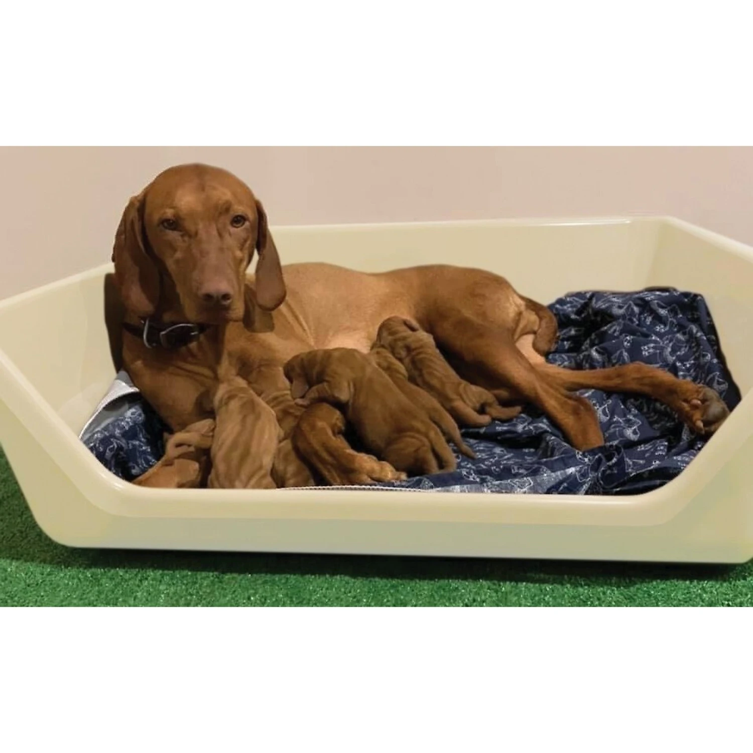 Shirley K's Whelping Dog Box 1 Shirley K's Whelping Dog Box