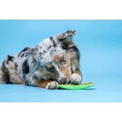 Hartz Chew 'n Clean Dental Duo Dog Treat & Chew Toy -PetSafe Kong Shop 309665 PT3. AC SS1800 V1667518332