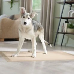 Frisco Giant Eco-Conscious Dog Training & Potty Pads -PetSafe Kong Shop 309794 PT6. AC SS1800 V1674666971