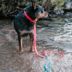 PawFurEver Waterproof Dog Leash -PetSafe Kong Shop 310267 PT4. AC SS1800 V1645053401