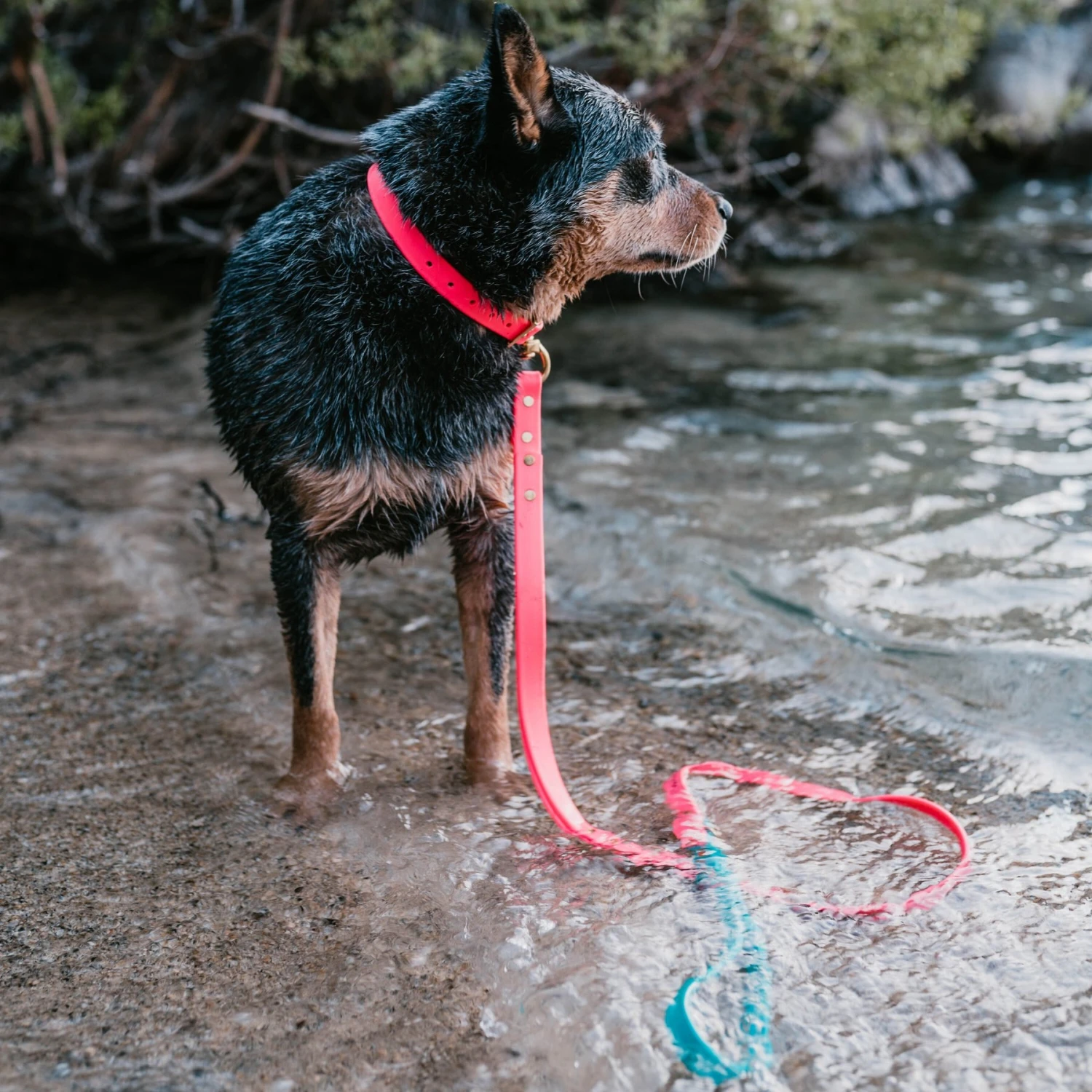 PawFurEver Reflective & Waterproof Dog Leash 4 PawFurEver Reflective & Waterproof Dog Leash - Image 4