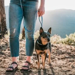 PawFurEver Reflective & Waterproof Dog Leash 12 PawFurEver Reflective & Waterproof Dog Leash -PetSafe Kong Shop 310278 PT6. AC SS1800 V1645054895