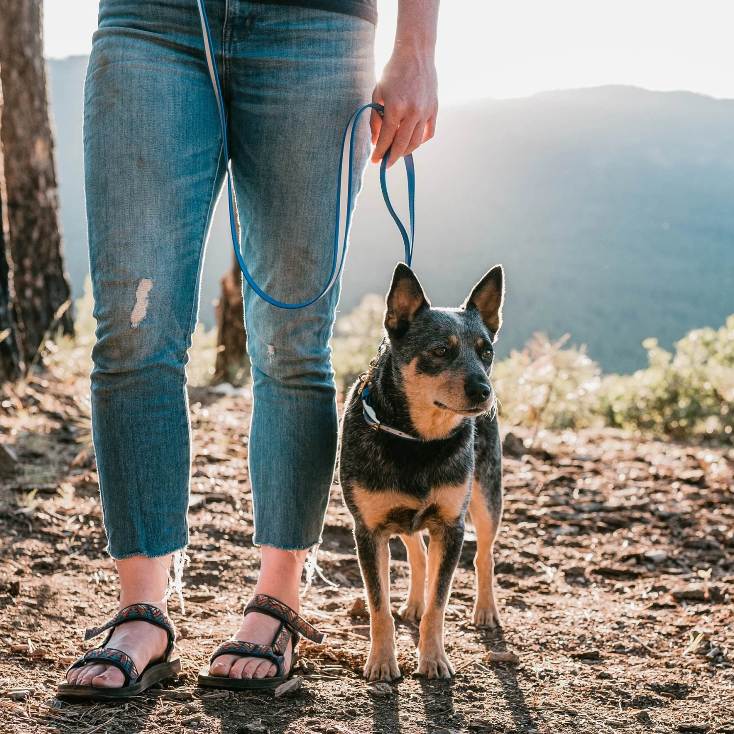 PawFurEver Reflective & Waterproof Dog Leash 6 PawFurEver Reflective & Waterproof Dog Leash - Image 6