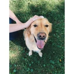 SafePaws Sanitizing & Dog Grooming Travel Caddy Refill Bundle, 20 Count -PetSafe Kong Shop 310306 PT5. AC SS1800 V1624915993