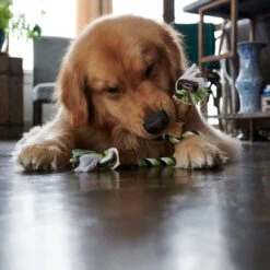 Buck Bone Organics Antler Rope Dog Toy -PetSafe Kong Shop 311431 PT4. AC SS1800 V1631758893