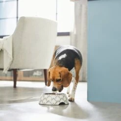 Frisco Moroccan Design Stainless Steel Dog & Cat Bowl -PetSafe Kong Shop 311963 PT2. AC SS1800 V1642542922