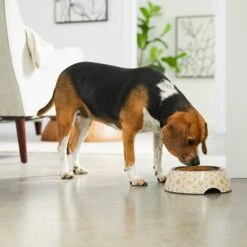 Frisco Circle Design Stainless Steel Dog & Cat Bowl -PetSafe Kong Shop 311969 PT2. AC SS1800 V1642542858