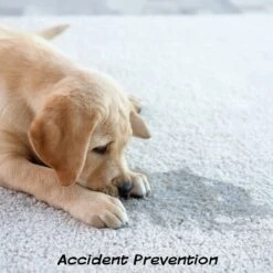 Pet Adobe Artificial Grass Replacement Dog Mat, 3 Count 7 Pet Adobe Artificial Grass Replacement Dog Mat, 3 Count -PetSafe Kong Shop 314997 PT2. AC SS1800 V1626392870