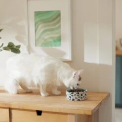 Disney Mickey Mouse Americana Non-Skid Ceramic Dog & Cat Bowl 11 Disney Mickey Mouse Americana Non-Skid Ceramic Dog & Cat Bowl -PetSafe Kong Shop 315353 PT3. AC SS1800 V1647282583