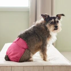 Frisco Washable Female Diaper -PetSafe Kong Shop 315702 PT3. AC SS1800 V1644885450