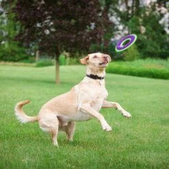 Caitec Outer Armor Ring Dog Toy 5 Caitec Outer Armor Ring Dog Toy -PetSafe Kong Shop 315823 PT2. AC SS1800 V1628545608