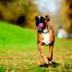 Caitec Outer Armor Ball Dog Toy 5 Caitec Outer Armor Ball Dog Toy -PetSafe Kong Shop 315830 PT2. AC SS1800 V1658430312