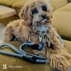 Warren London Climbing Rope Dog Leash, 5-ft 8 Warren London Climbing Rope Dog Leash, 5-ft -PetSafe Kong Shop 316244 PT3. AC SS1800 V1627309958