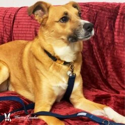 Warren London Fabric Dog Leash, 5-ft 6 Warren London Fabric Dog Leash, 5-ft -PetSafe Kong Shop 316247 PT2. AC SS1800 V1627304469