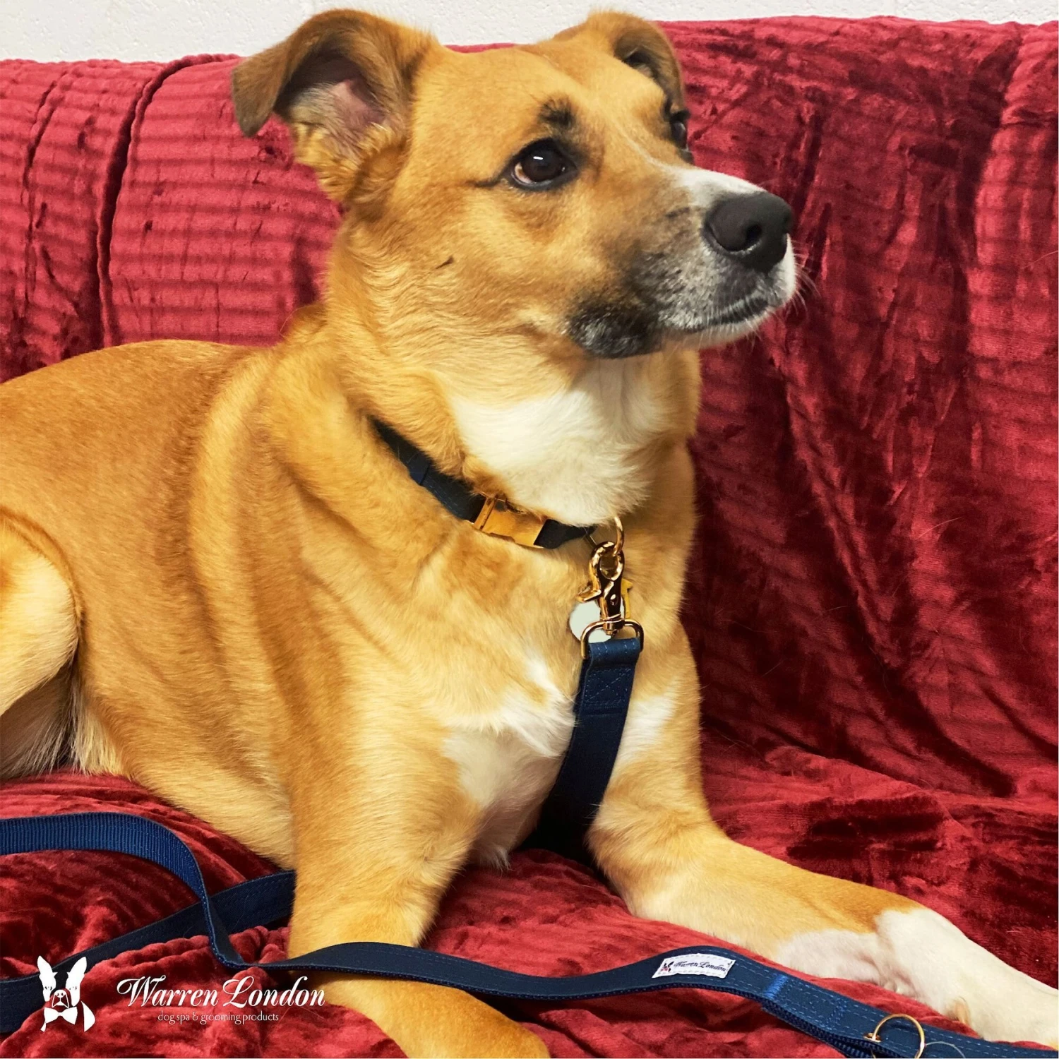 Warren London Fabric Dog Leash, 5-ft 3 Warren London Fabric Dog Leash, 5-ft - Image 3