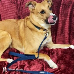 Warren London Fabric Dog Leash, 5-ft 7 Warren London Fabric Dog Leash, 5-ft -PetSafe Kong Shop 316247 PT3. AC SS1800 V1627309949