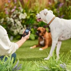 Trainer Dog Collar Waterproof & Rechargeable W/ 430 Yards Range, 2 Collars -PetSafe Kong Shop 316493 PT4. AC SS1800 V1637615886