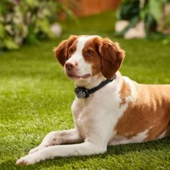 Bark Collar, Waterproof & Rechargeable W/ Vibration & Tone -PetSafe Kong Shop 316499 PT4. AC SS1800 V1637615846