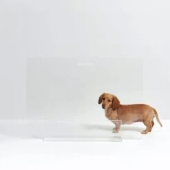 Hiddin Clear View Panel Freestanding Dog Gate -PetSafe Kong Shop 316842 PT8. AC SS1800 V1632372185