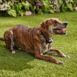 Bark Collar, Rechargeable Sleek Design -PetSafe Kong Shop 317322 PT4. AC SS1800 V1637615929