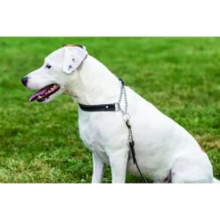 Euro-Dog Luxury Leather Martingale Dog Collar -PetSafe Kong Shop 318023 PT3. AC SS1800 V1633558011