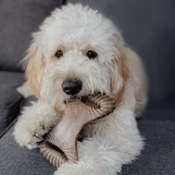 Benebone Bacon Flavor Wishbone Tough Dog Chew Toy & Benebone Bacon Flavor Dental Tough Dog Chew Toy 17 Benebone Bacon Flavor Wishbone Tough Dog Chew Toy & Benebone Bacon Flavor Dental Tough Dog Chew Toy -PetSafe Kong Shop 318894 PT8. AC SS1800 V1702498926