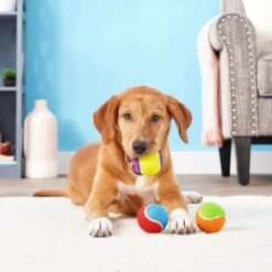 Frisco Fetch Squeaking Colorful Tennis Ball Dog Toy & Project Hive Pet Company Ball Dog Toy -PetSafe Kong Shop 319024 PT3. AC SS1800 V1630550869