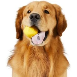 Frisco Fetch Squeaking Colorful Tennis Ball Dog Toy & Project Hive Pet Company Ball Dog Toy -PetSafe Kong Shop 319024 PT5. AC SS1800 V1630560973