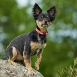 Frisco Outdoor Comfort Print Nylon Padded Dog Collar & Frisco Outdoor Ultra Reflective Rope Leash With Padded Handle -PetSafe Kong Shop 319066 PT4. AC SS1800 V1631158882