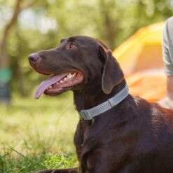 Frisco Outdoor Ultra Reflective Nylon Dog Collar & Frisco Outdoor Ultra Reflective Rope Leash With Padded Handle -PetSafe Kong Shop 319102 PT4. AC SS1800 V1631157394