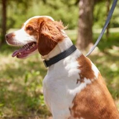 Frisco Outdoor Heathered Nylon Collar & Frisco Outdoor Heathered Nylon Leash -PetSafe Kong Shop 319124 PT4. AC SS1800 V1631153486