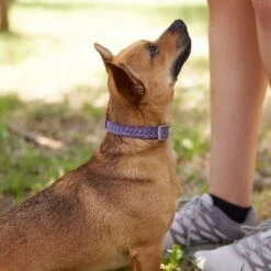 Frisco Outdoor Lightweight Ripstop Nylon Dog Harness & Frisco Outdoor Heathered Nylon Collar -PetSafe Kong Shop 319194 PT8. AC SS1800 V1631147497