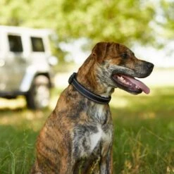 Frisco Outdoor Premium Ripstop Nylon Dog Harness With Pocket & Frisco Outdoor Nylon Reflective Comfort Padded Dog Collar -PetSafe Kong Shop 319304 PT8. AC SS1800 V1631147478