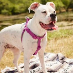 Frisco Outdoor Solid Textured Waterproof Stink Proof PVC Dog Harness & Frisco Outdoor Solid Textured Waterproof Stink Proof PVC Dog Leash -PetSafe Kong Shop 319356 PT4. AC SS1800 V1631146580