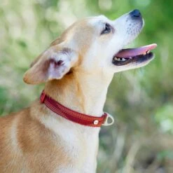 Frisco Outdoor Woven Jacquard Nylon Dog Collar & Frisco Outdoor Waterproof Stinkproof PVC Rope Leash -PetSafe Kong Shop 319466 PT4. AC SS1800 V1631148691