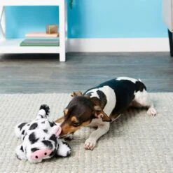 Frisco Cow Plush Squeaky Dog Toy & Playology Scented Dual Layer Ring Dog Toy -PetSafe Kong Shop 319488 PT3. AC SS1800 V1630626696