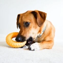 Frisco Cow Plush Squeaky Dog Toy & Playology Scented Dual Layer Ring Dog Toy -PetSafe Kong Shop 319488 PT8. AC SS1800 V1630625808