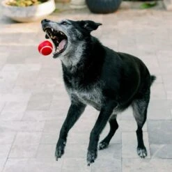 Playology Scented Squeaky Chew Ball Dog Toy & Playology Scented Squeaky Chew Ball Dog Toy -PetSafe Kong Shop 319558 PT4. AC SS1800 V1630626690