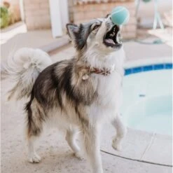 Playology Scented Squeaky Chew Ball Dog Toy & Playology Scented Squeaky Chew Ball Dog Toy -PetSafe Kong Shop 319558 PT8. AC SS1800 V1630625472