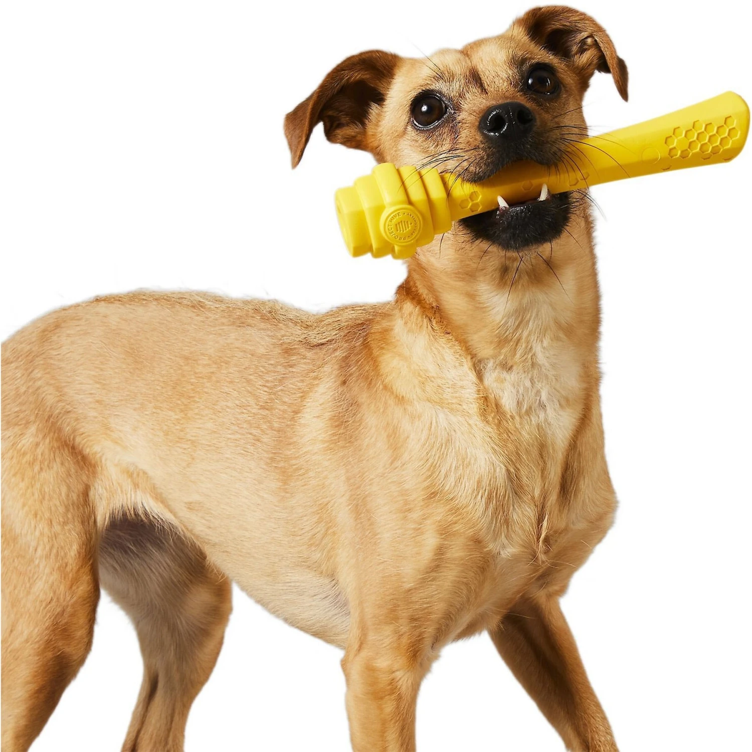 Project Hive Pet Company Fetch Stick Dog Toy & Project Hive Pet Company Frisbee Dog Toy 5 Project Hive Pet Company Fetch Stick Dog Toy & Project Hive Pet Company Frisbee Dog Toy - Image 5