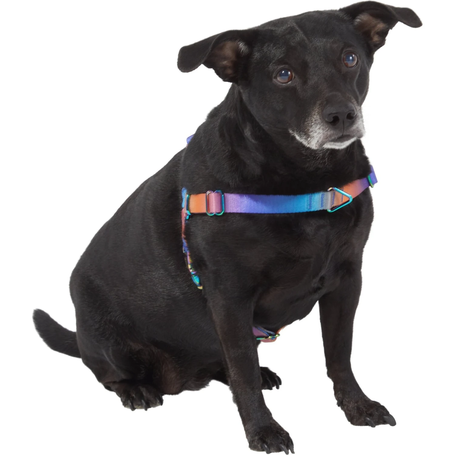 Frisco Purple Ombre Style Dog Harness 3 Frisco Purple Ombre Style Dog Harness - Image 3